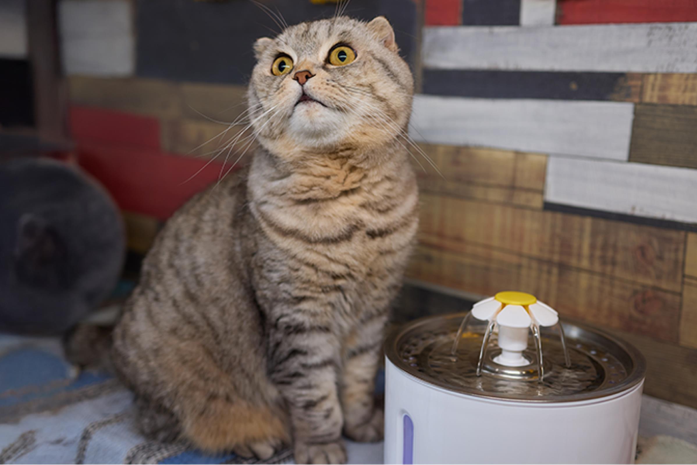 qué hacer si mi gato no toma agua